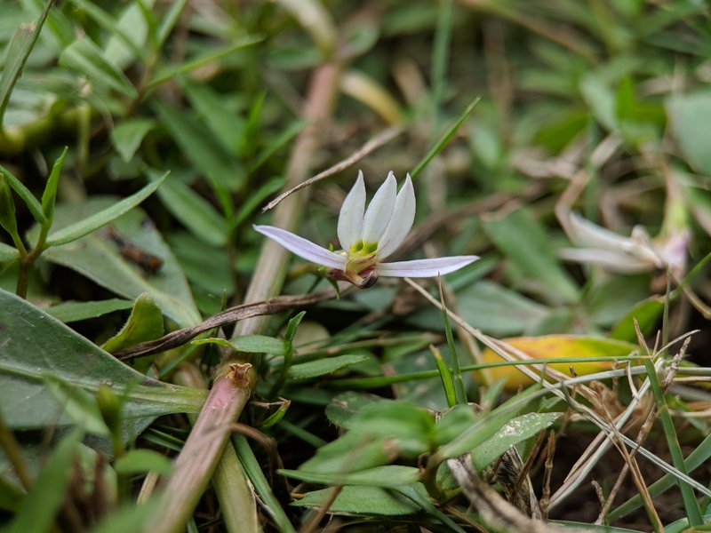 Chinese Lobelia photo 4