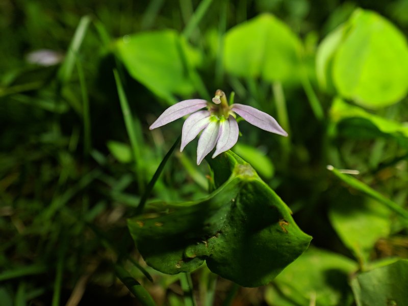 Chinese Lobelia photo 5