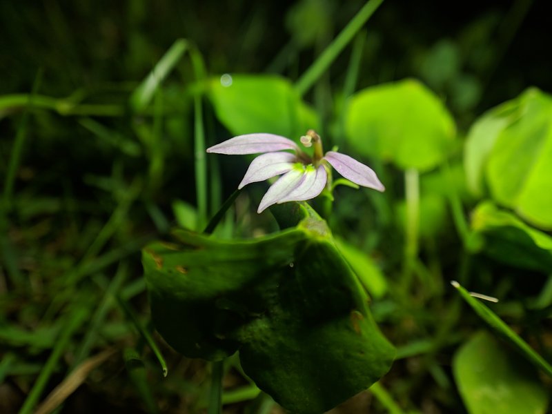 Chinese Lobelia photo 6