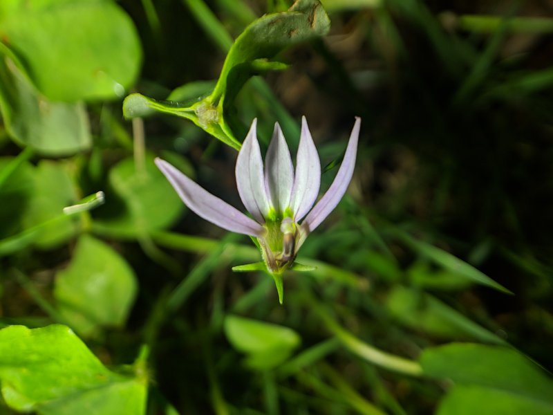 Chinese Lobelia photo 7