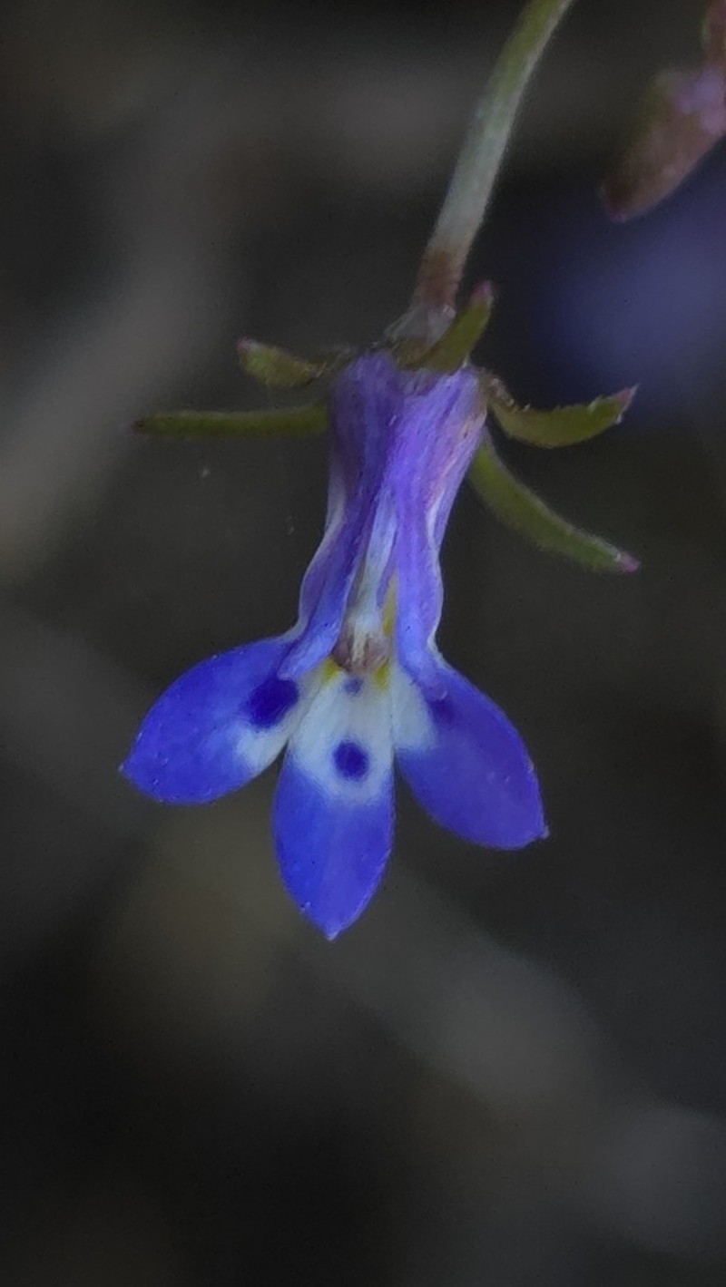 Lobelia chireensis
