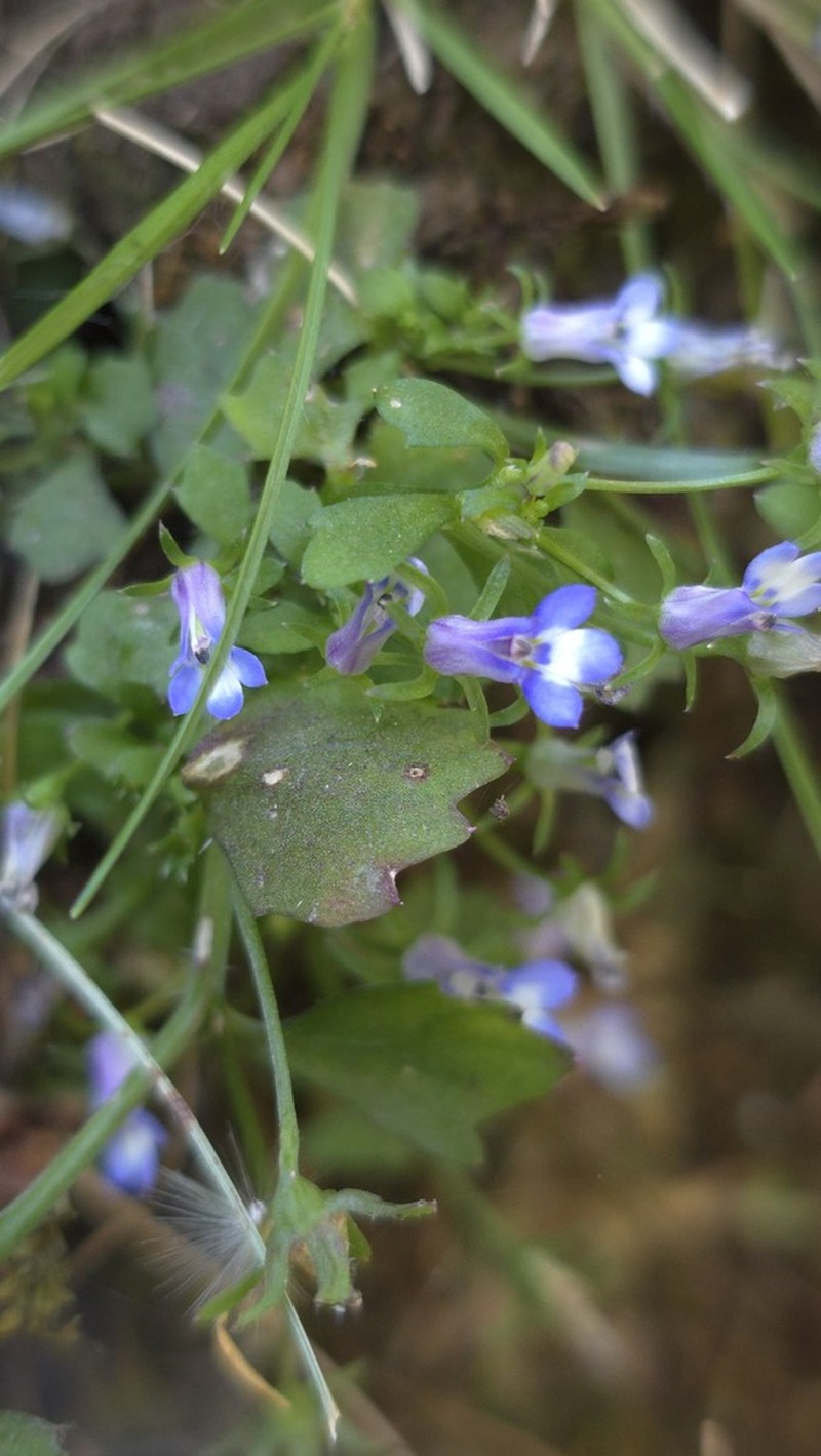 Lobelia chireensis photo 2