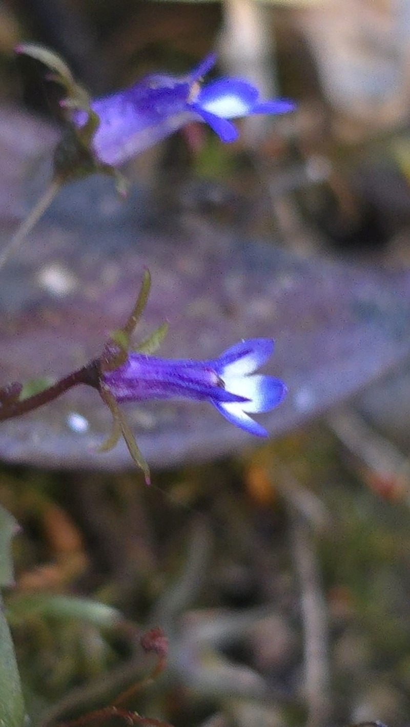 Lobelia chireensis photo 3