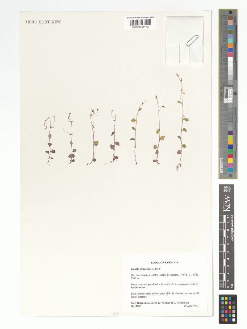 Lobelia chireensis photo 4