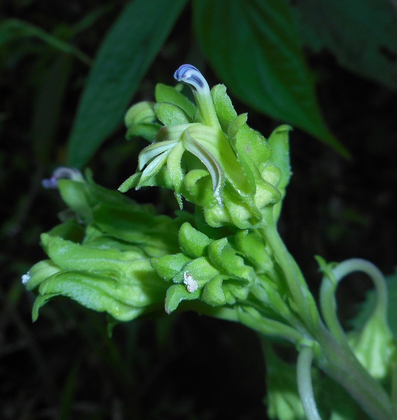 Lobelia christii photo 2