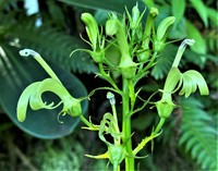 Lobelia cirsiifolia