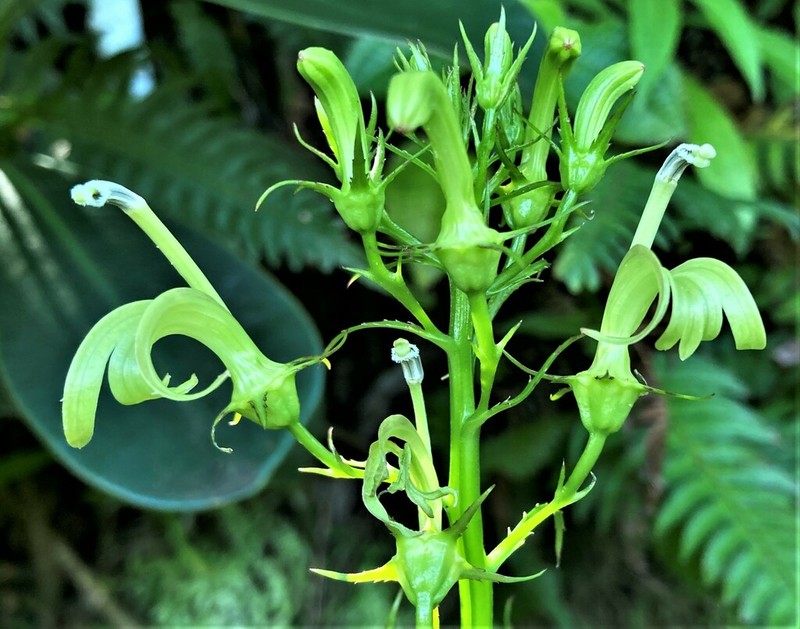 Lobelia cirsiifolia
