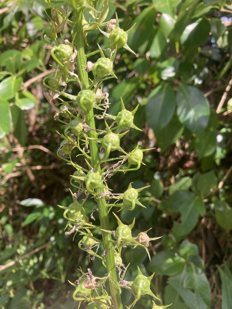 Lobelia cirsiifolia photo 2