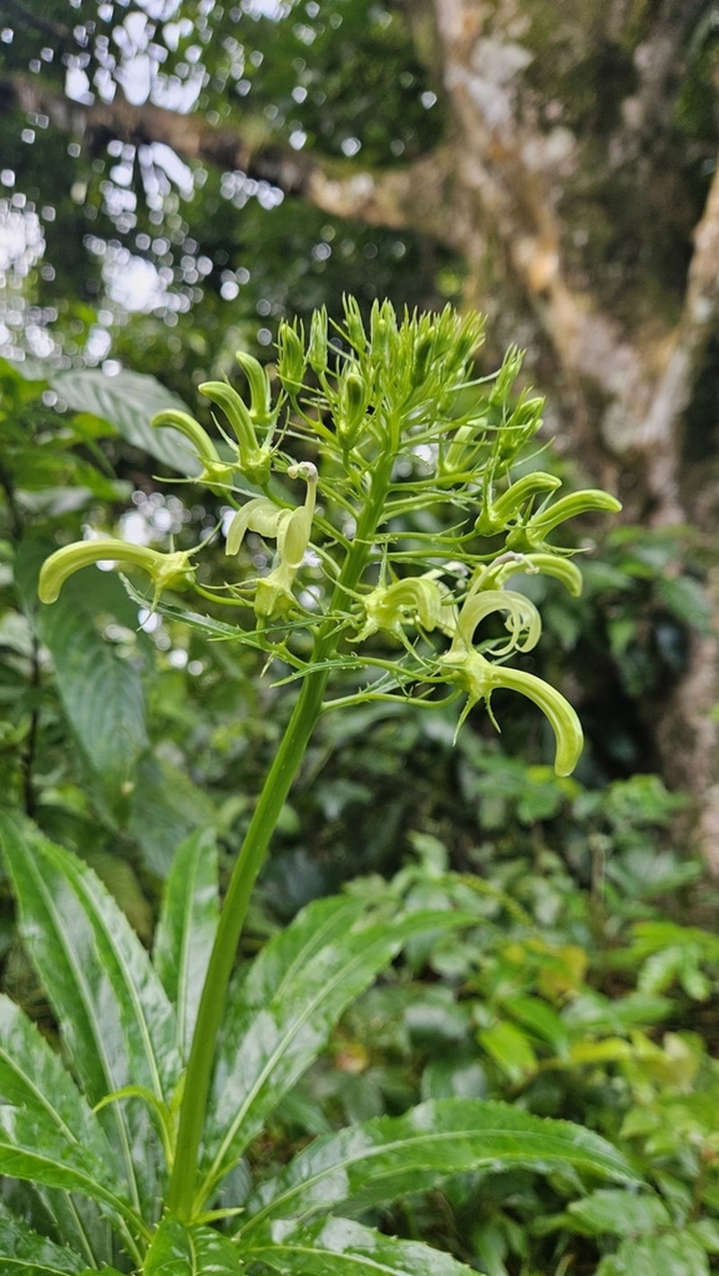 Lobelia cirsiifolia photo 3
