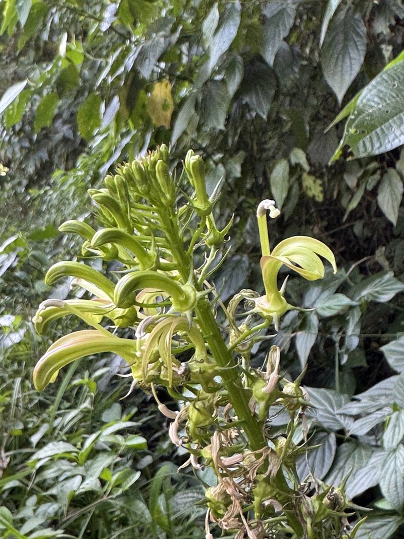Lobelia cirsiifolia photo 4