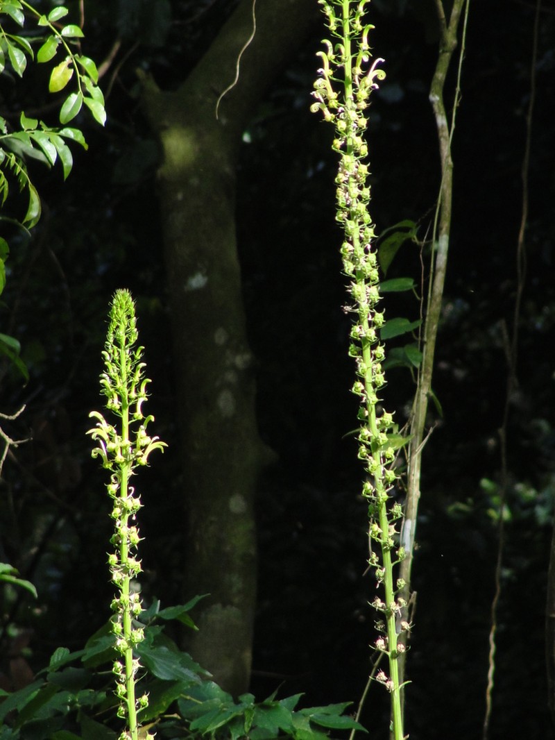 Lobelia cirsiifolia photo 5