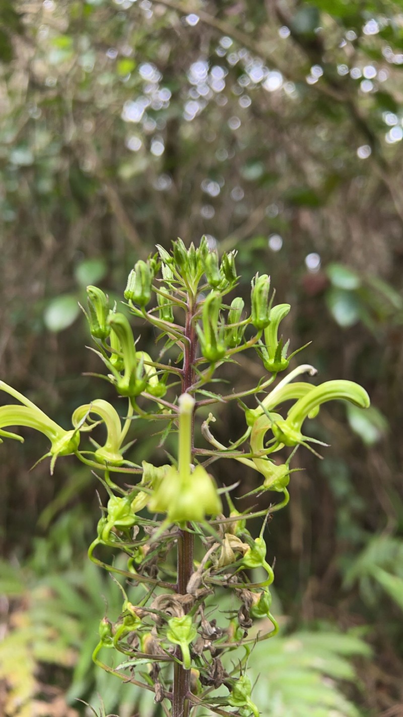 Lobelia cirsiifolia photo 6