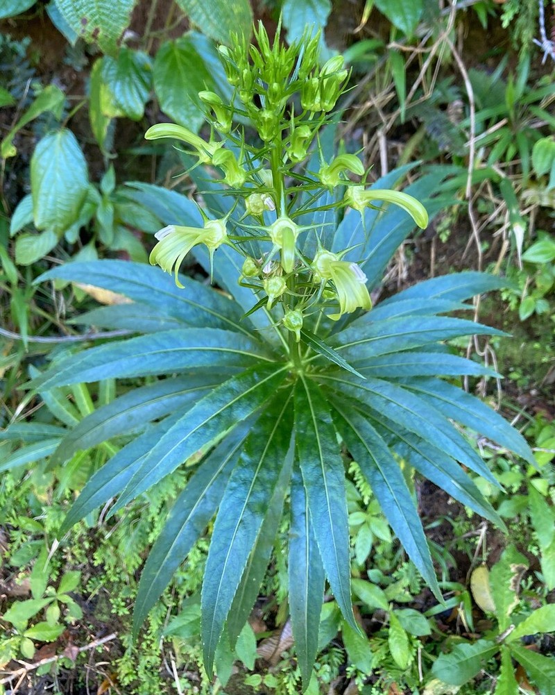 Lobelia cirsiifolia photo 7