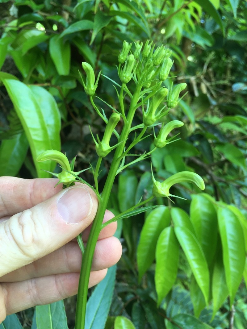 Lobelia cirsiifolia photo 8