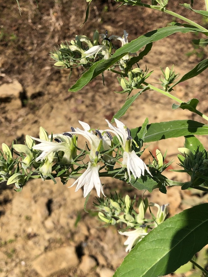 Lobelia clavata