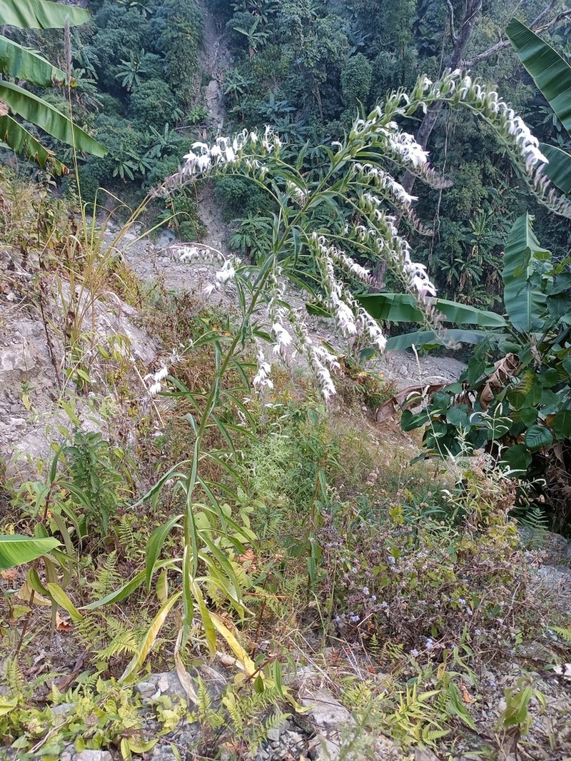 Lobelia clavata photo 2
