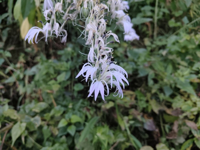 Lobelia clavata photo 3