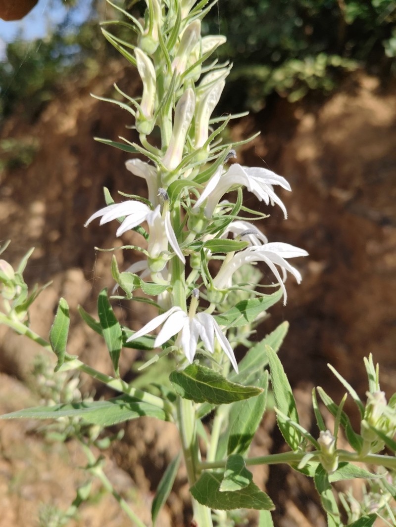 Lobelia clavata photo 4