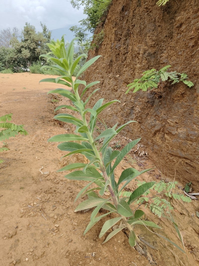 Lobelia clavata photo 5