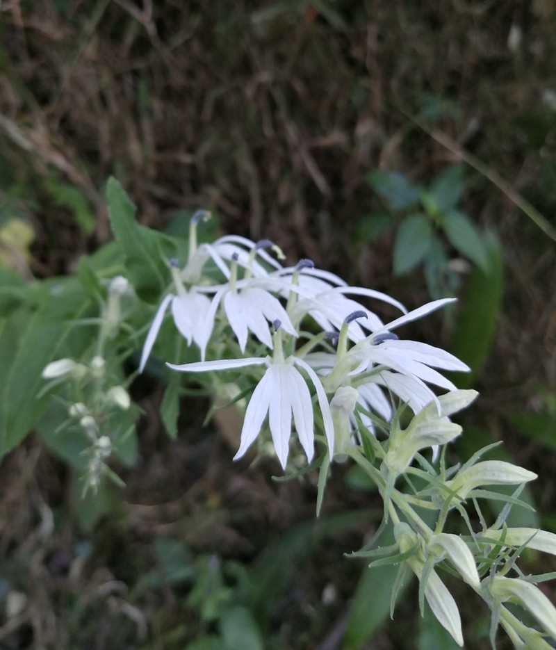 Lobelia clavata photo 6