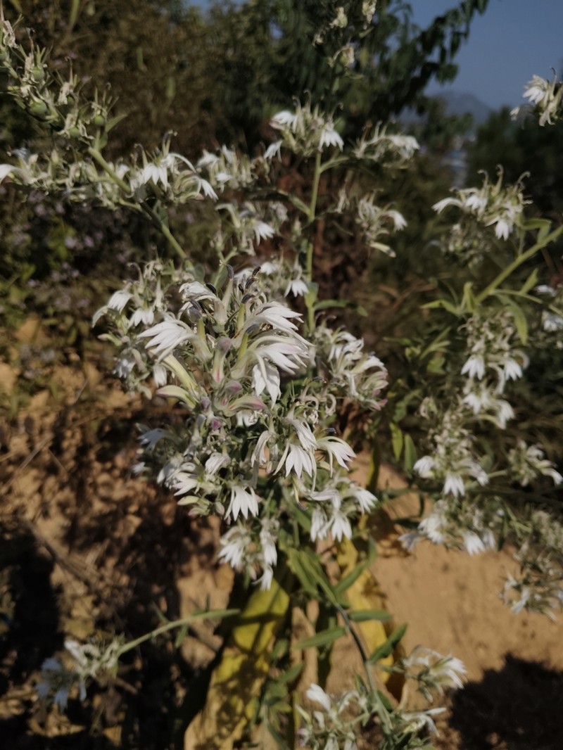 Lobelia clavata photo 7