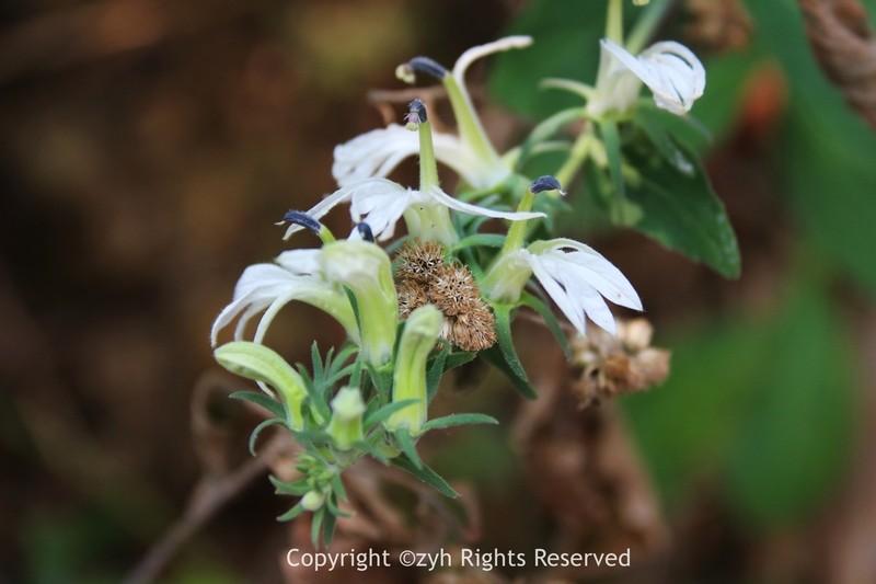 Lobelia clavata photo 8