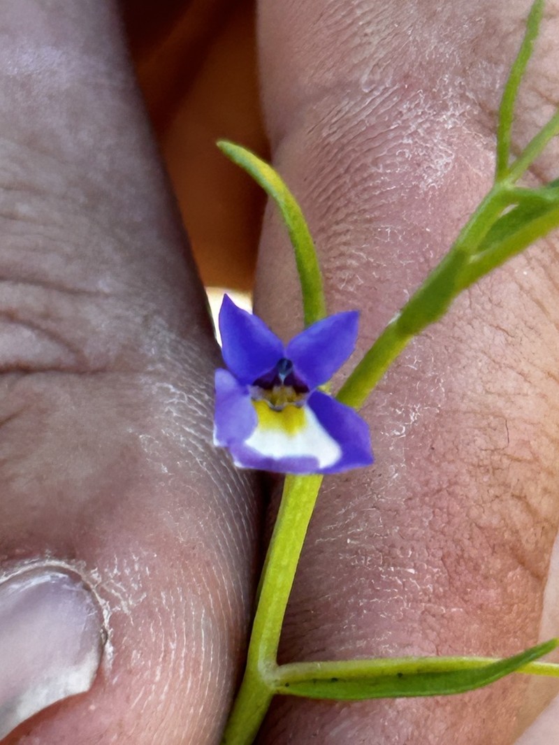 Lobelia claviflora