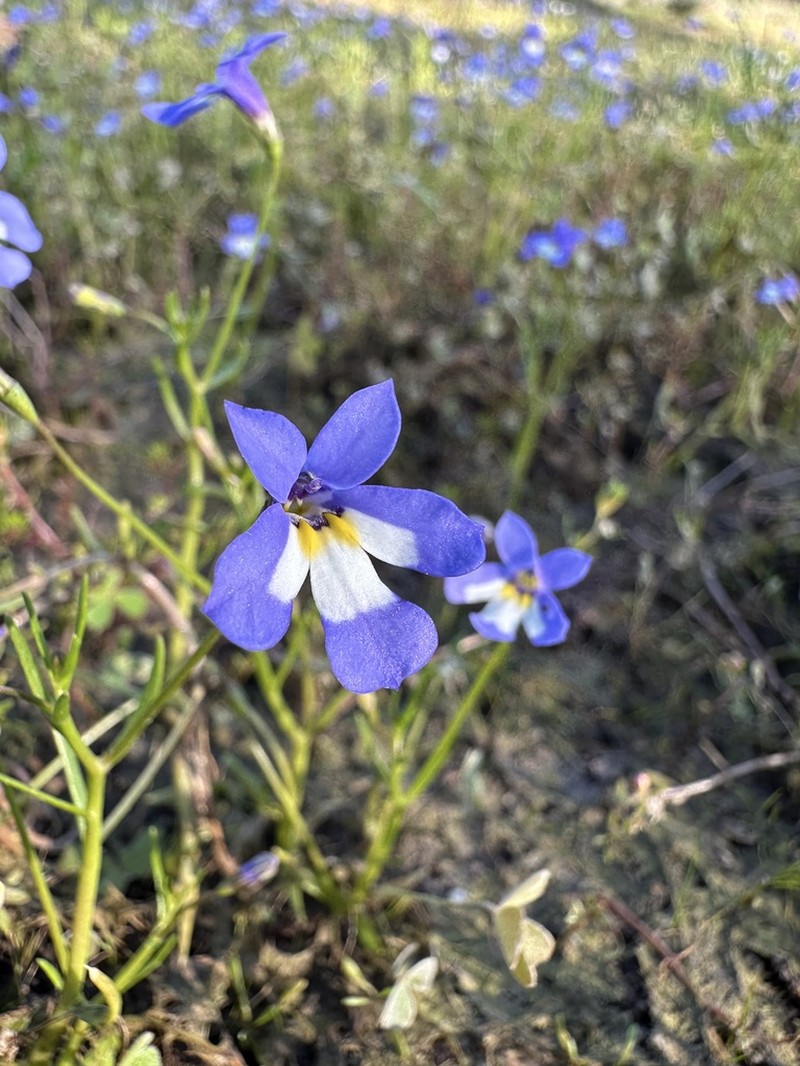 Lobelia claviflora photo 2