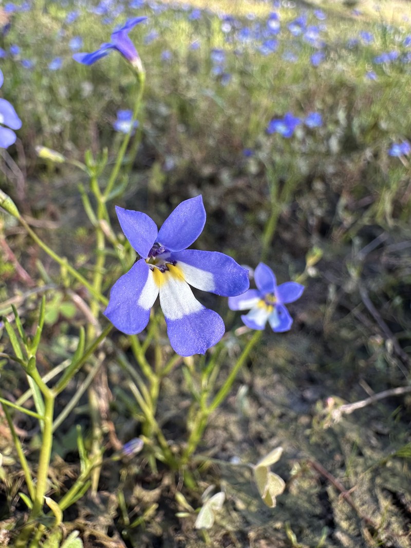 Lobelia claviflora photo 4