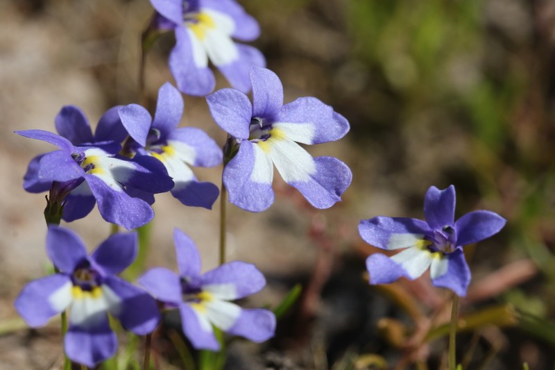 Lobelia claviflora photo 6