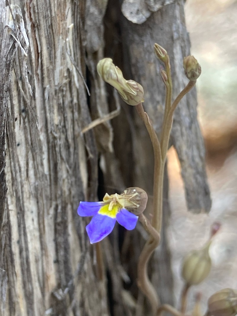 Lobelia cleistogamoides photo 2