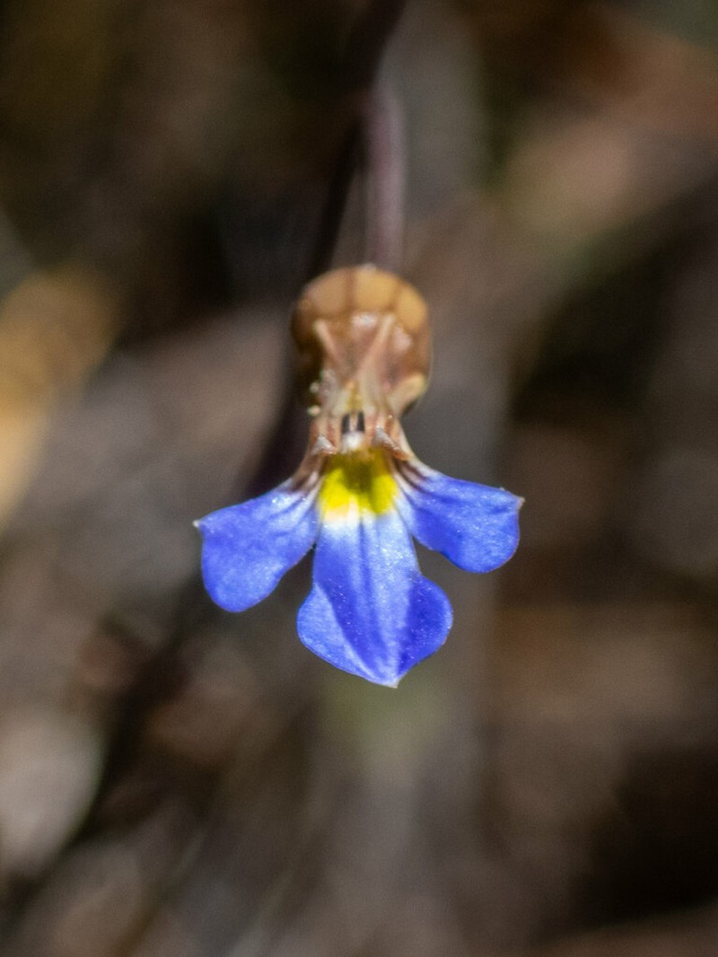 Lobelia cleistogamoides photo 3
