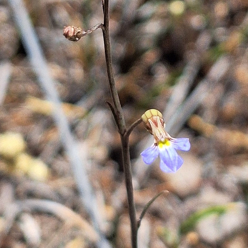 Lobelia cleistogamoides photo 4