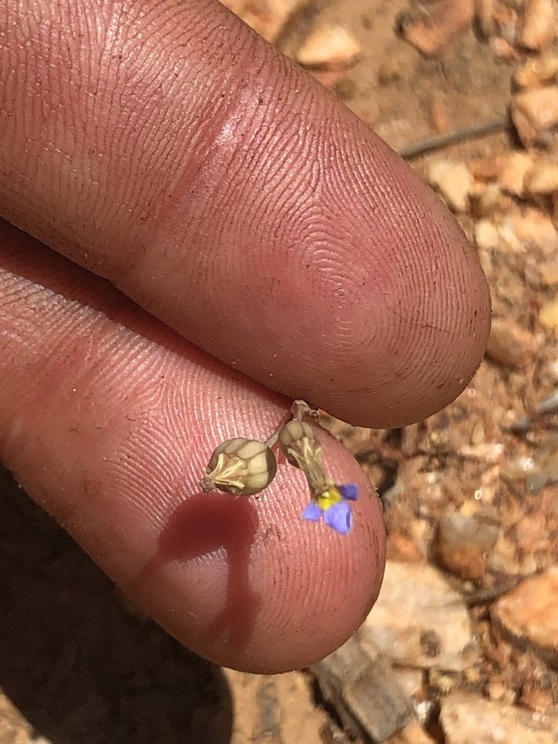 Lobelia cleistogamoides photo 5