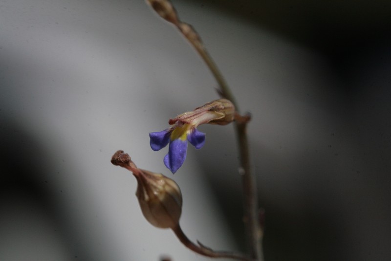 Lobelia cleistogamoides photo 7