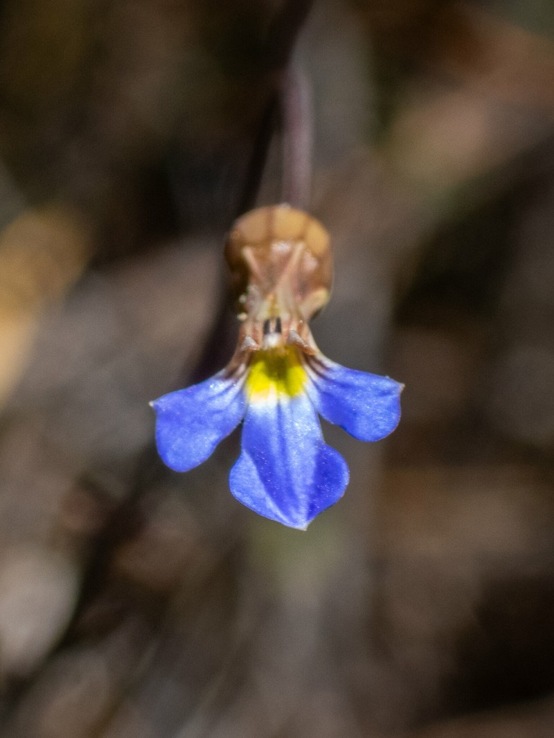 Lobelia cleistogamoides photo 8