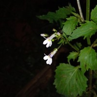 Cardenala Azul