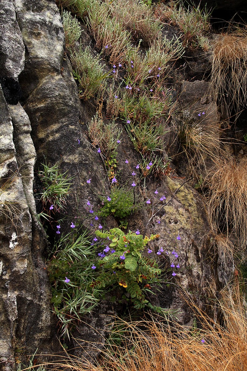 Lobelia cobaltica photo 2