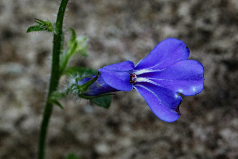 Lobelia cobaltica photo 4