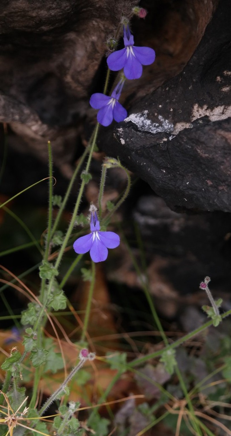 Lobelia cobaltica photo 5