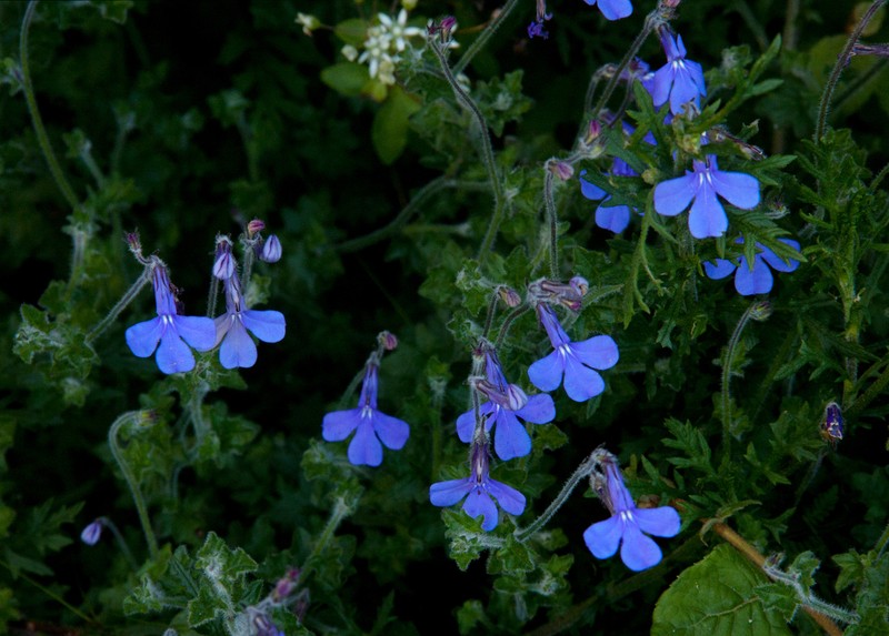 Lobelia cobaltica photo 6