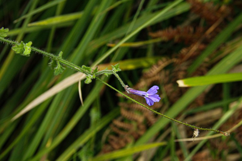 Lobelia cobaltica photo 7