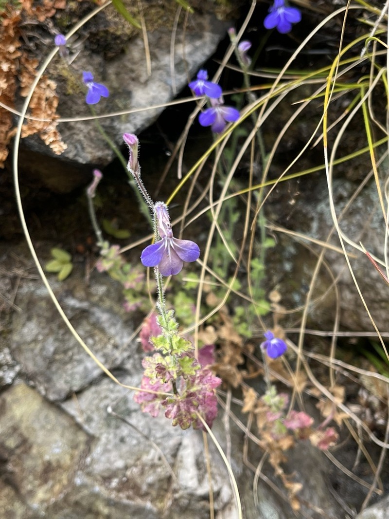 Lobelia cobaltica photo 8