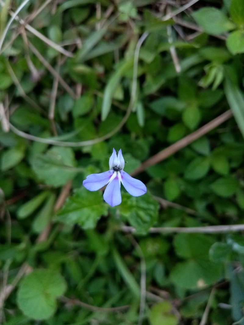Lobelia cochleariifolia