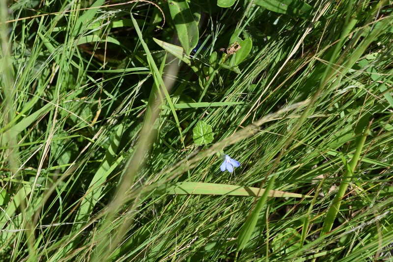 Lobelia cochleariifolia photo 2