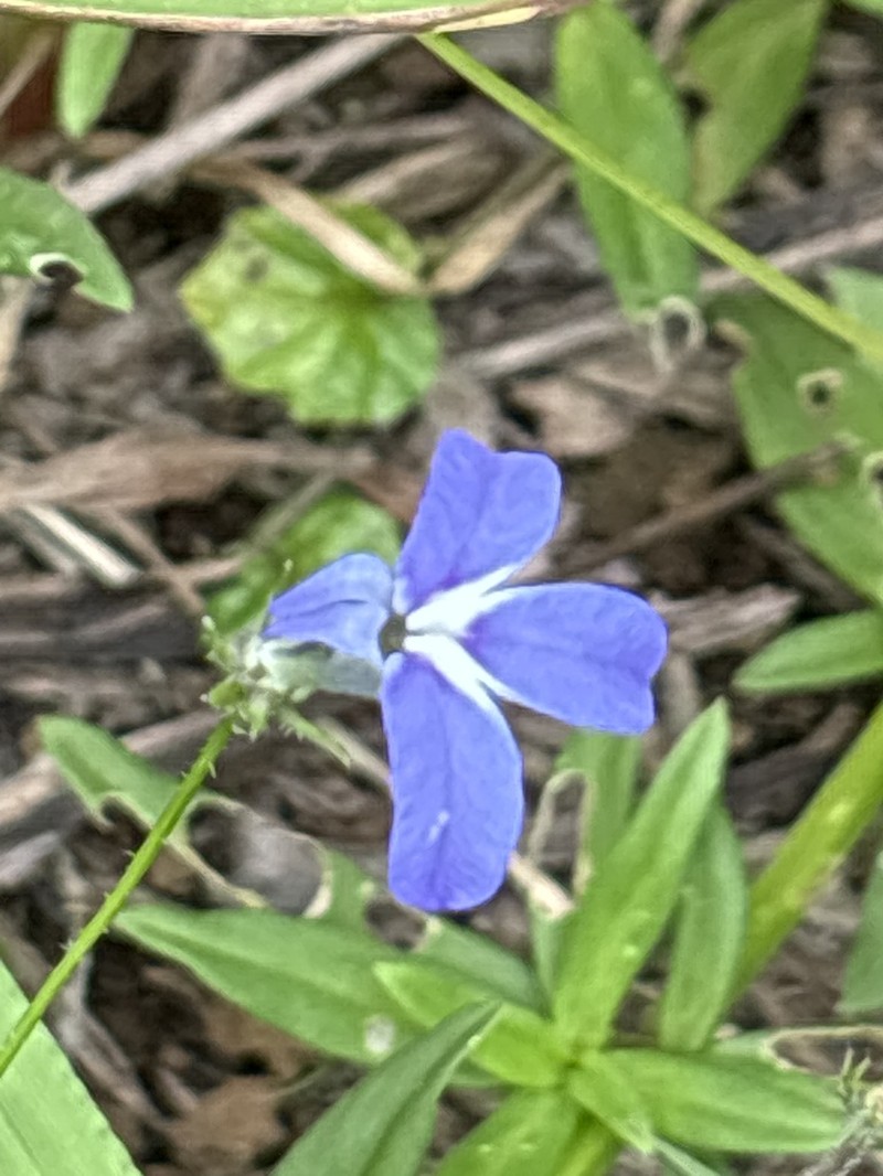 Lobelia cochleariifolia photo 3