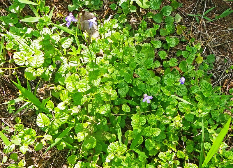 Lobelia cochleariifolia photo 4