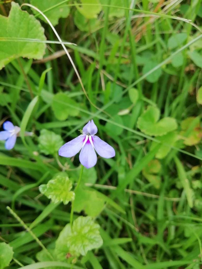 Lobelia cochleariifolia photo 5