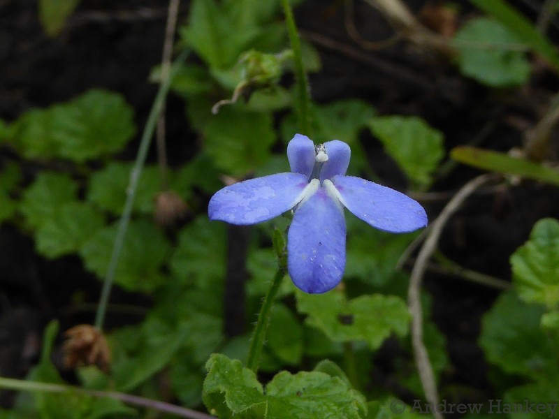 Lobelia cochleariifolia photo 6