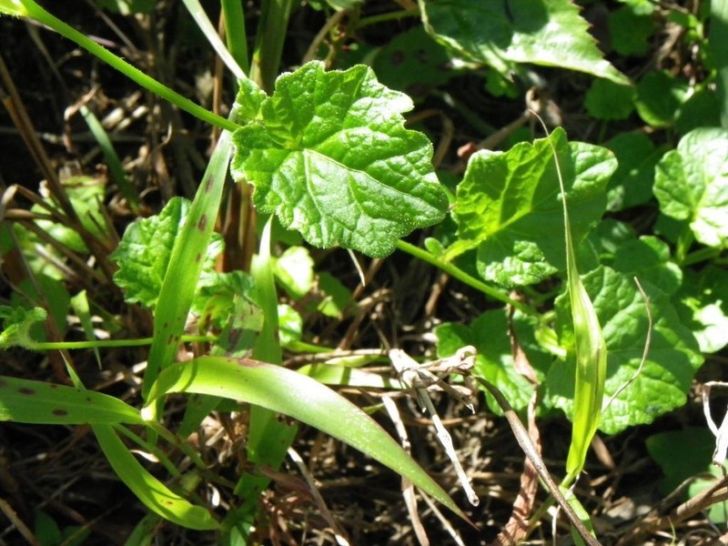 Lobelia cochleariifolia photo 8